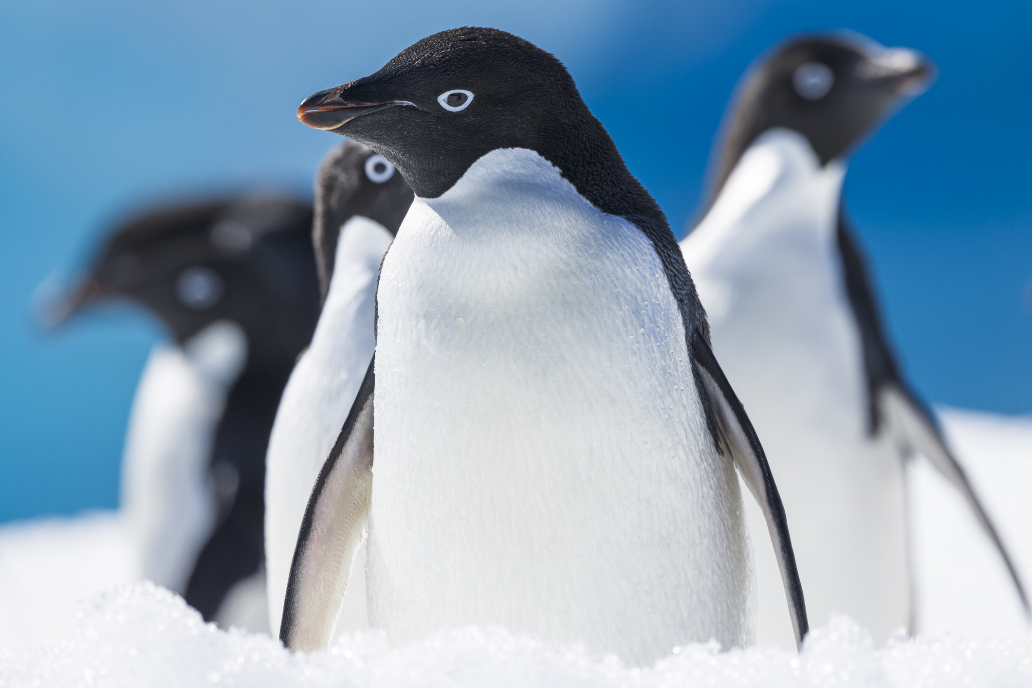 Manchot Adélie et krill antarctique
